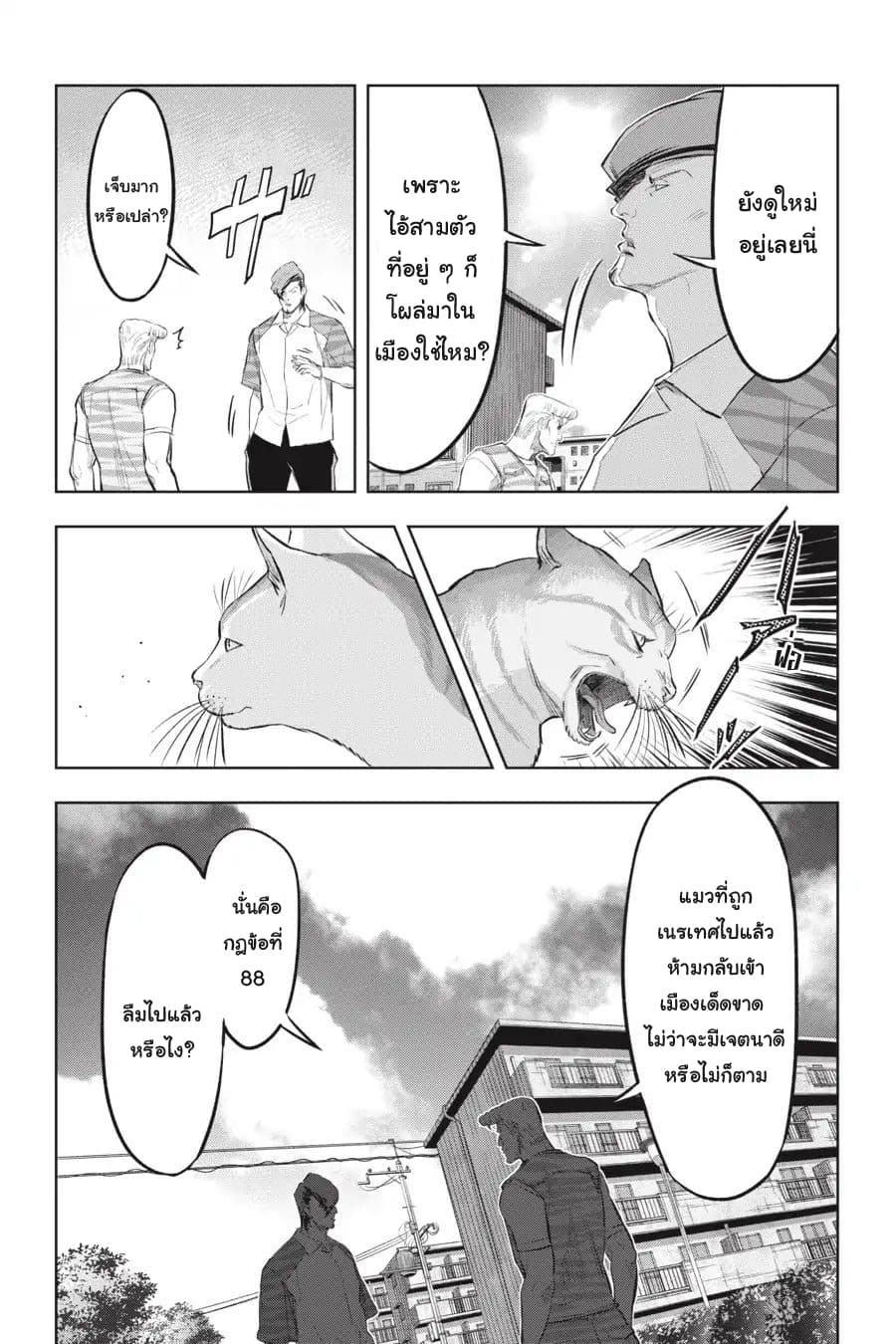 Nyankees 15-แมวสองพี่น้อง