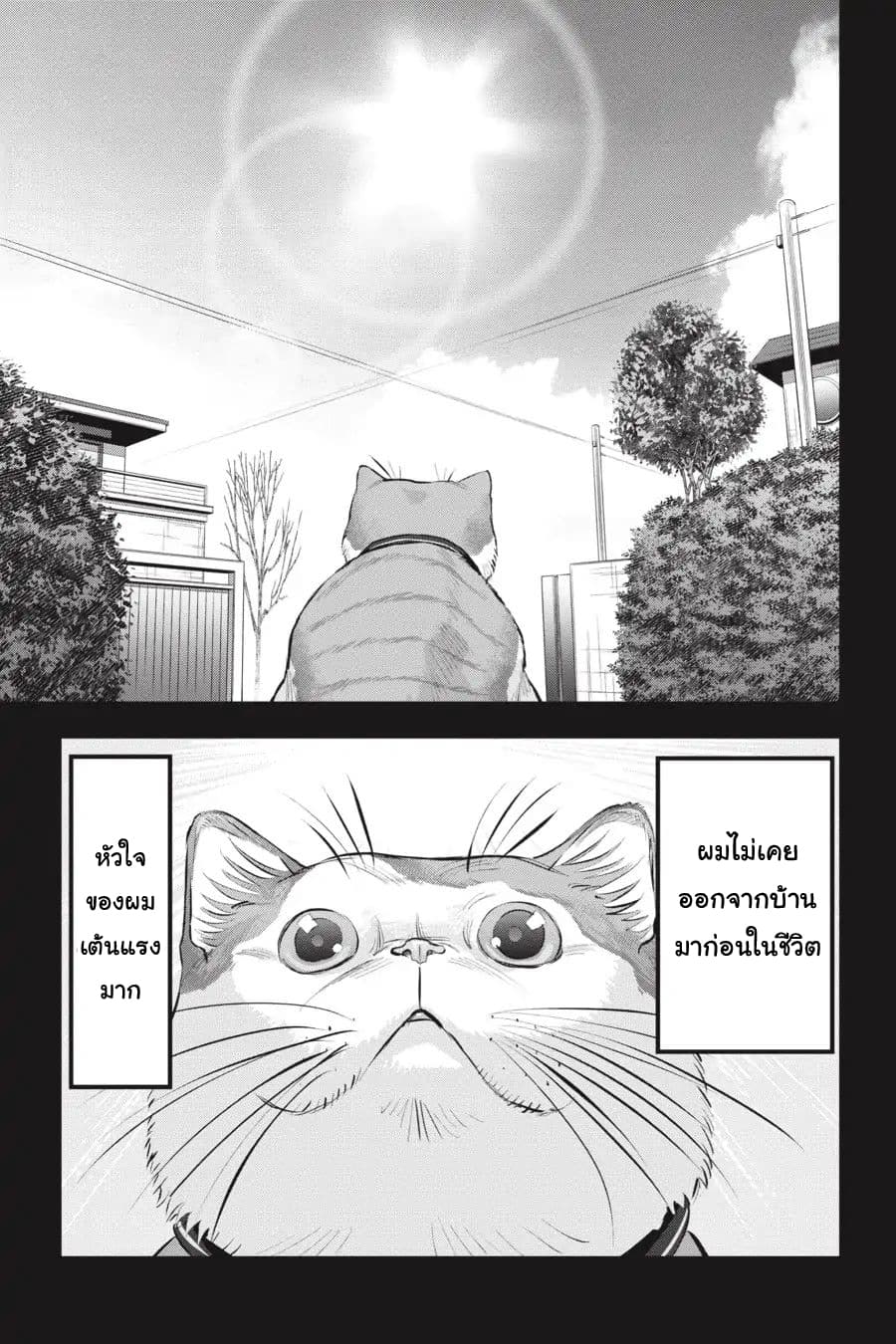 Nyankees 10-ลูกแมวหลงทาง