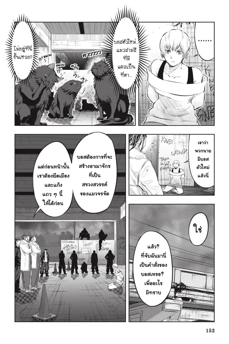 Nyankees 6-แมวสามสี