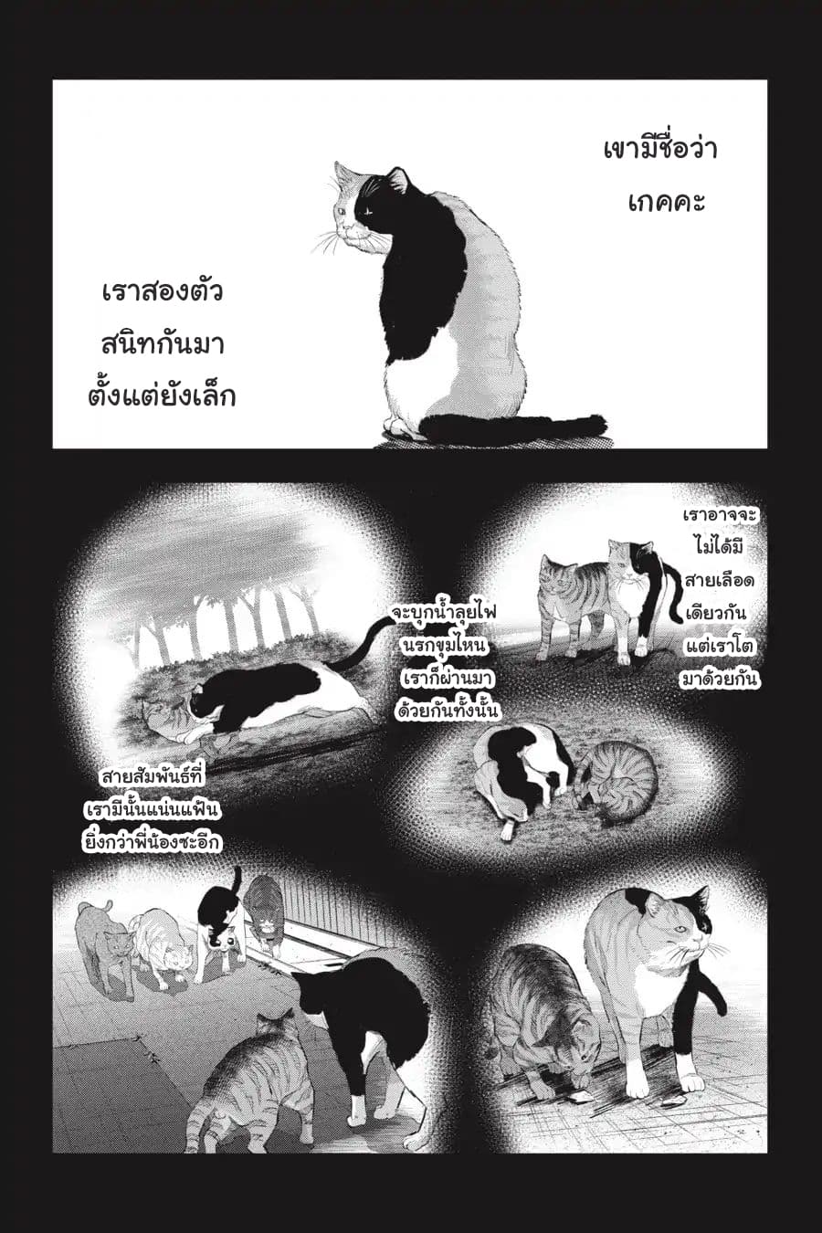 Nyankees 9-คอนเนคชั่น
