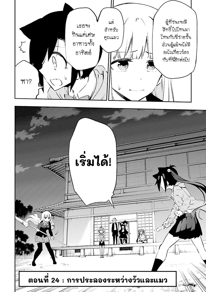 Urami Koi, Koi, Urami Koi 24-การประลองระหว่างวัวและแมว