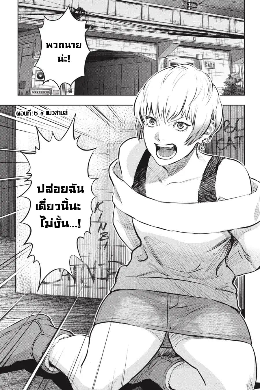 Nyankees 6-แมวสามสี