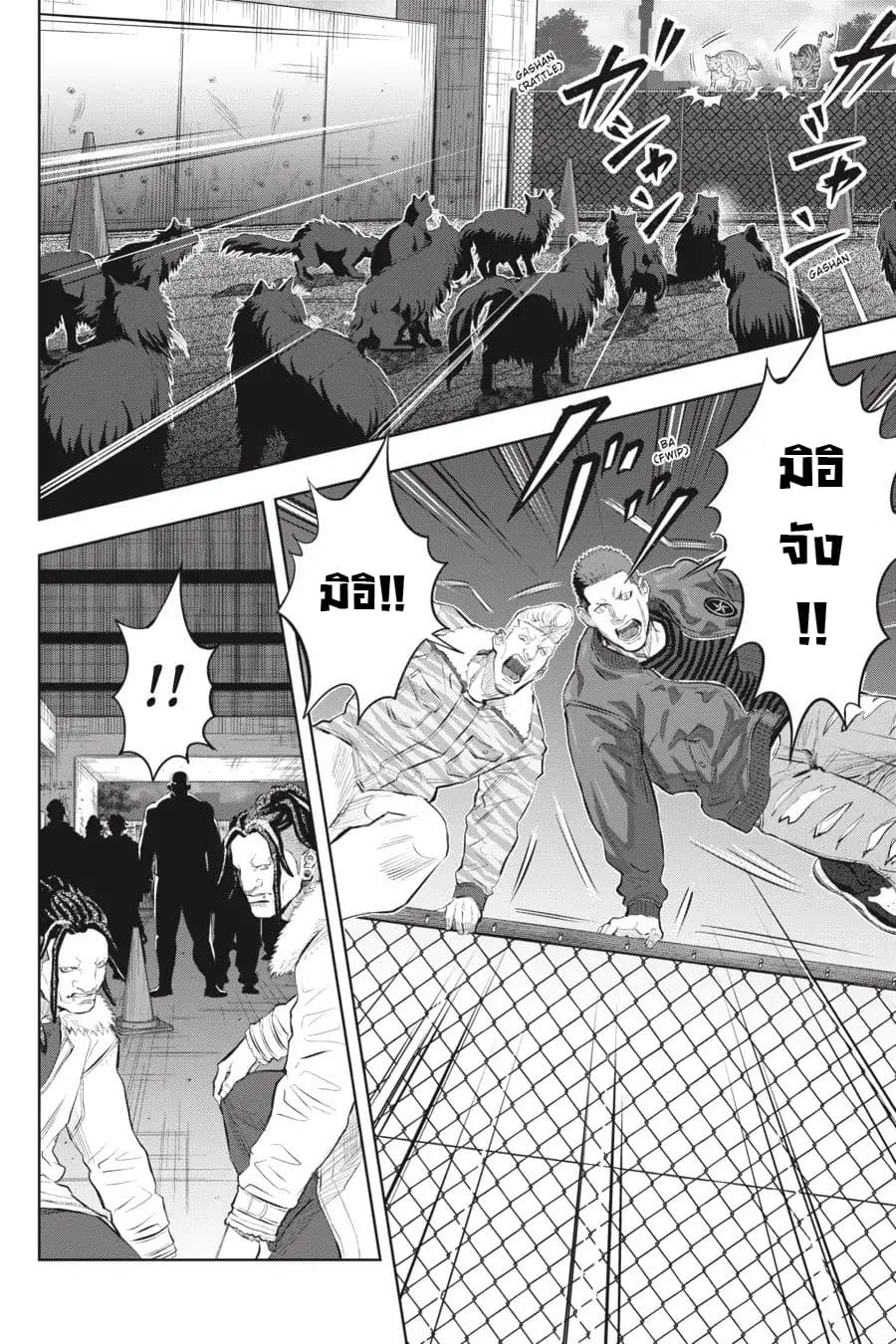 Nyankees 6-แมวสามสี