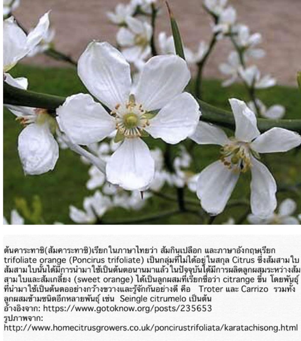 Shouwa Otome Otogibanashi เรื่องเล่าของสาวน้อย ยุคโชวะ 1-เจ้าหญิงคาระทาชิ