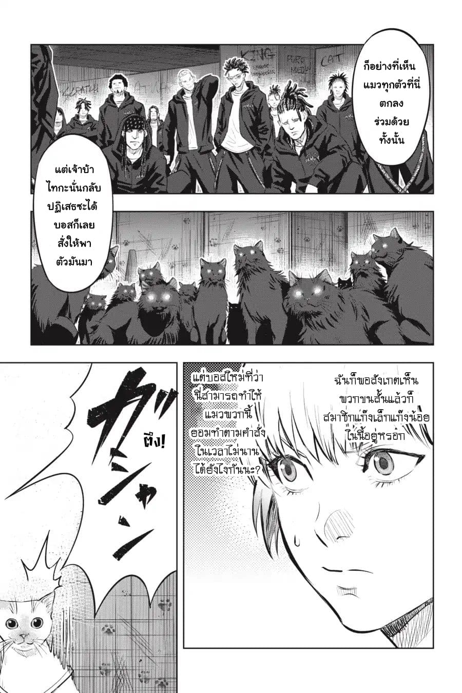 Nyankees 6-แมวสามสี