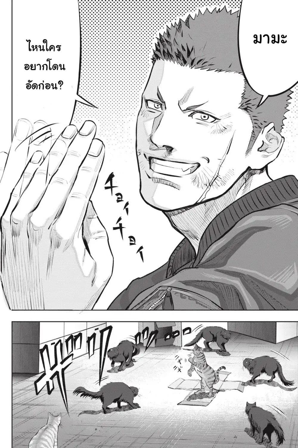 Nyankees 4-หมัดเหมียวคู่