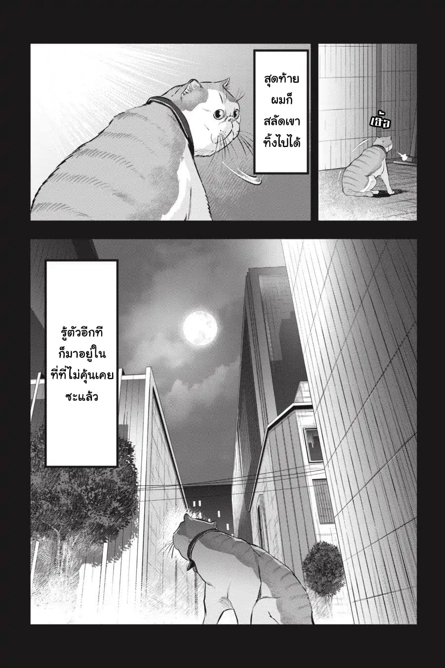 Nyankees 10-ลูกแมวหลงทาง