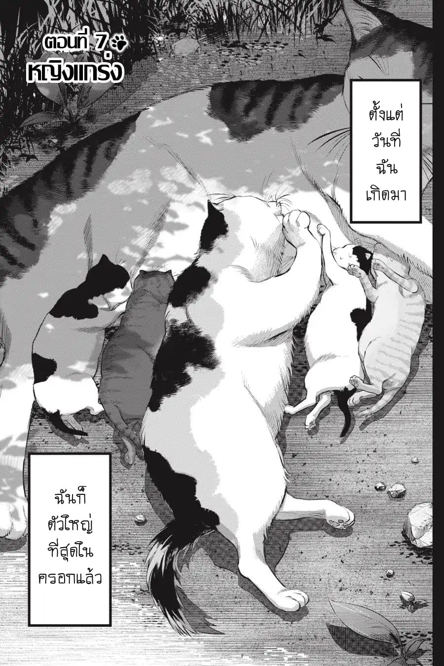 Nyankees 7-หญิงแกร่ง