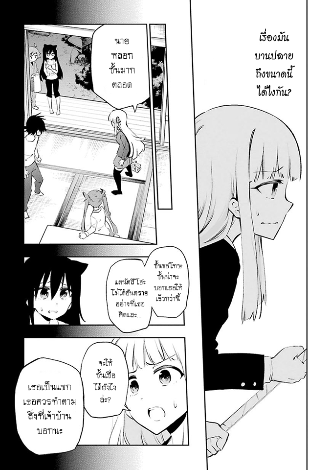 Urami Koi, Koi, Urami Koi 24-การประลองระหว่างวัวและแมว