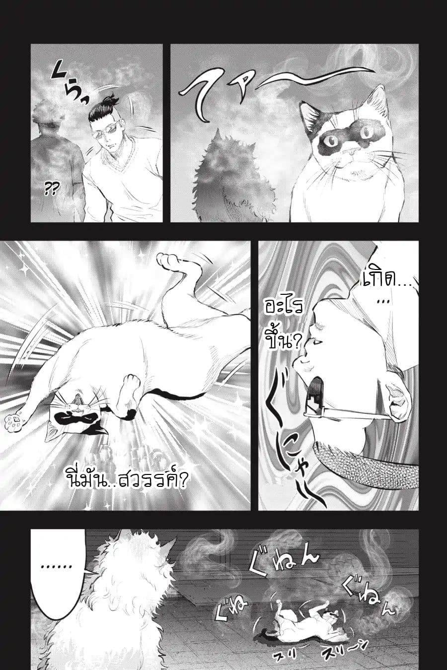 Nyankees 11-แมวน่าสงสัย