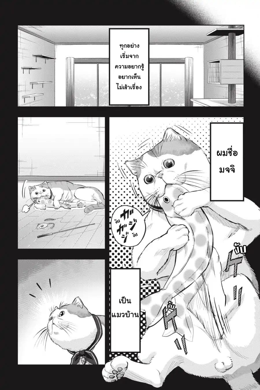 Nyankees 10-ลูกแมวหลงทาง