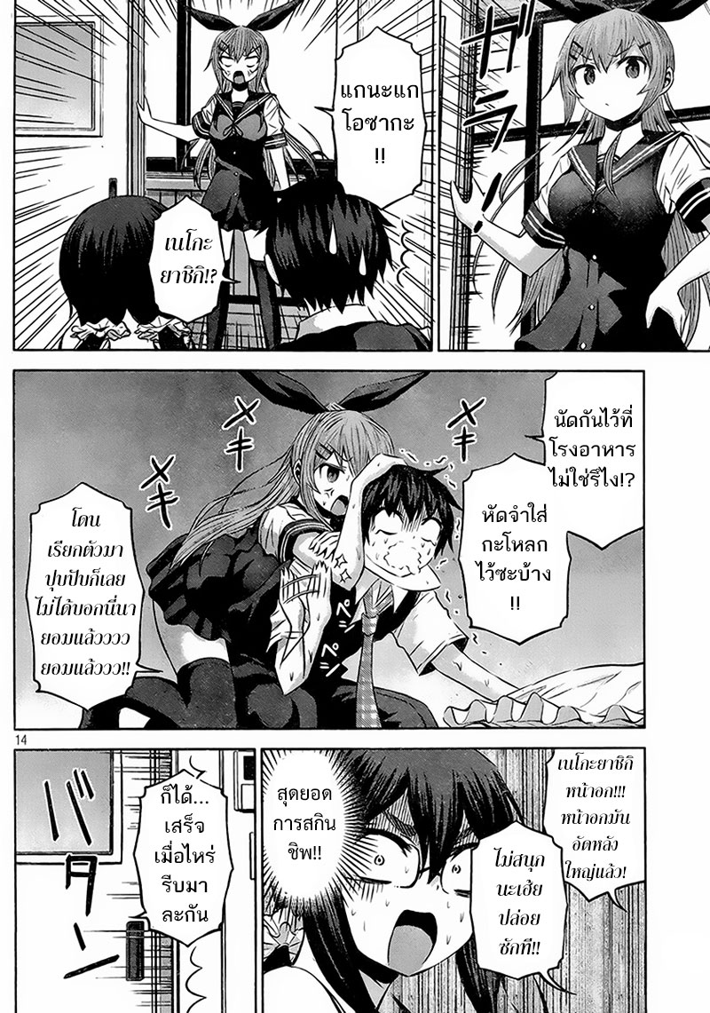 Chikotan, Kowareru 19-อาจารย์โคนัตจัง(ดำ)ตื่นตระหนก! ตั๋วแทงม้าเป็นกับดักแห่งความรัก...